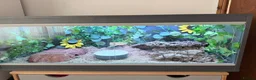 Python Snake reptiles for sale: Banana Royal Python will full set up - Advert 8