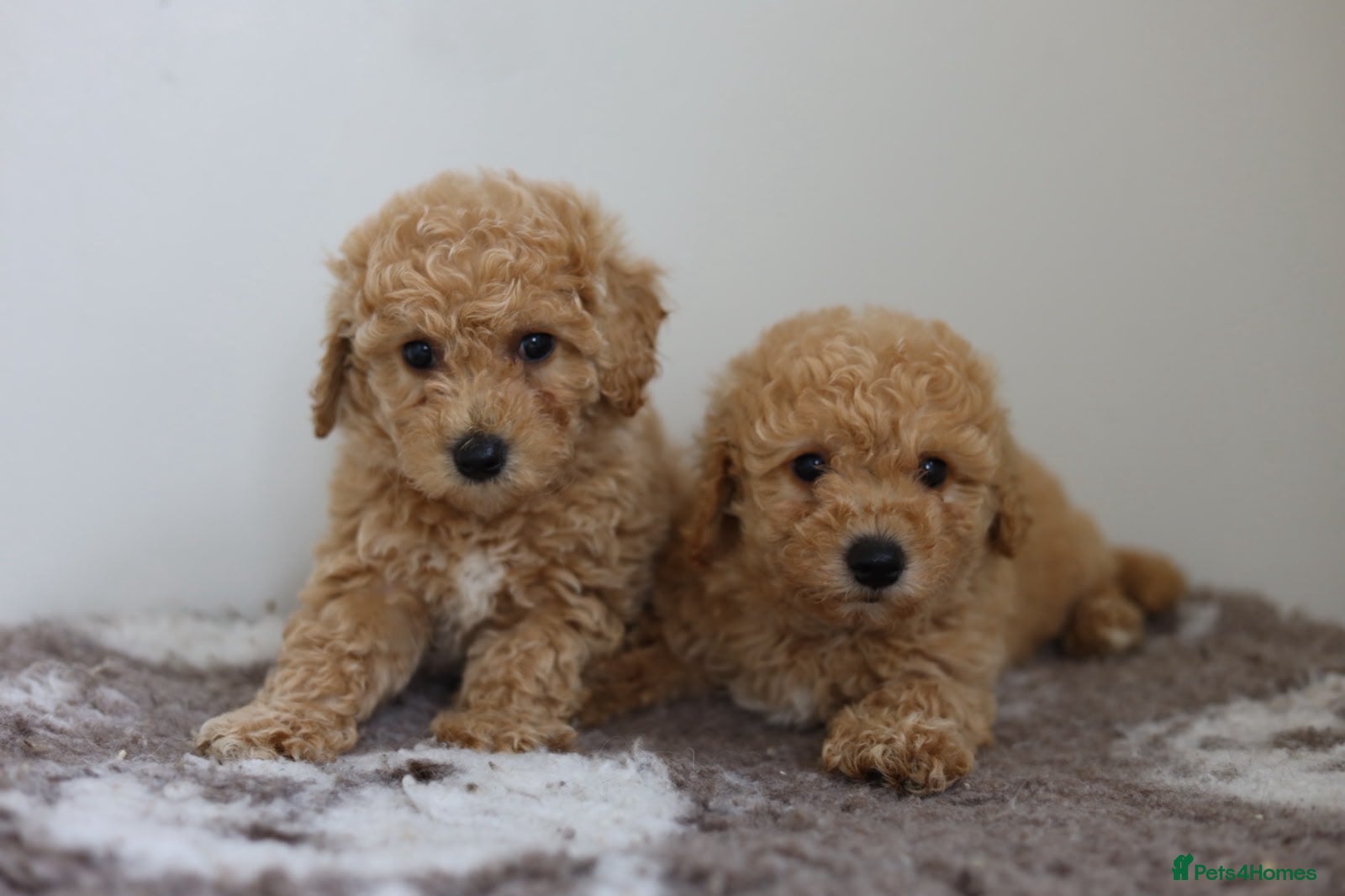 Cavapoo dogs Cavapoo Puppies  - Advert 3