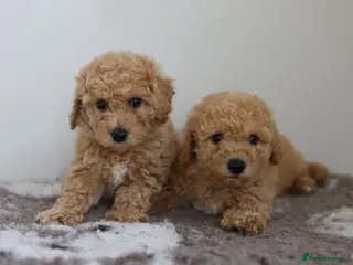 Cavapoo dogs Cavapoo Puppies - Advert 3