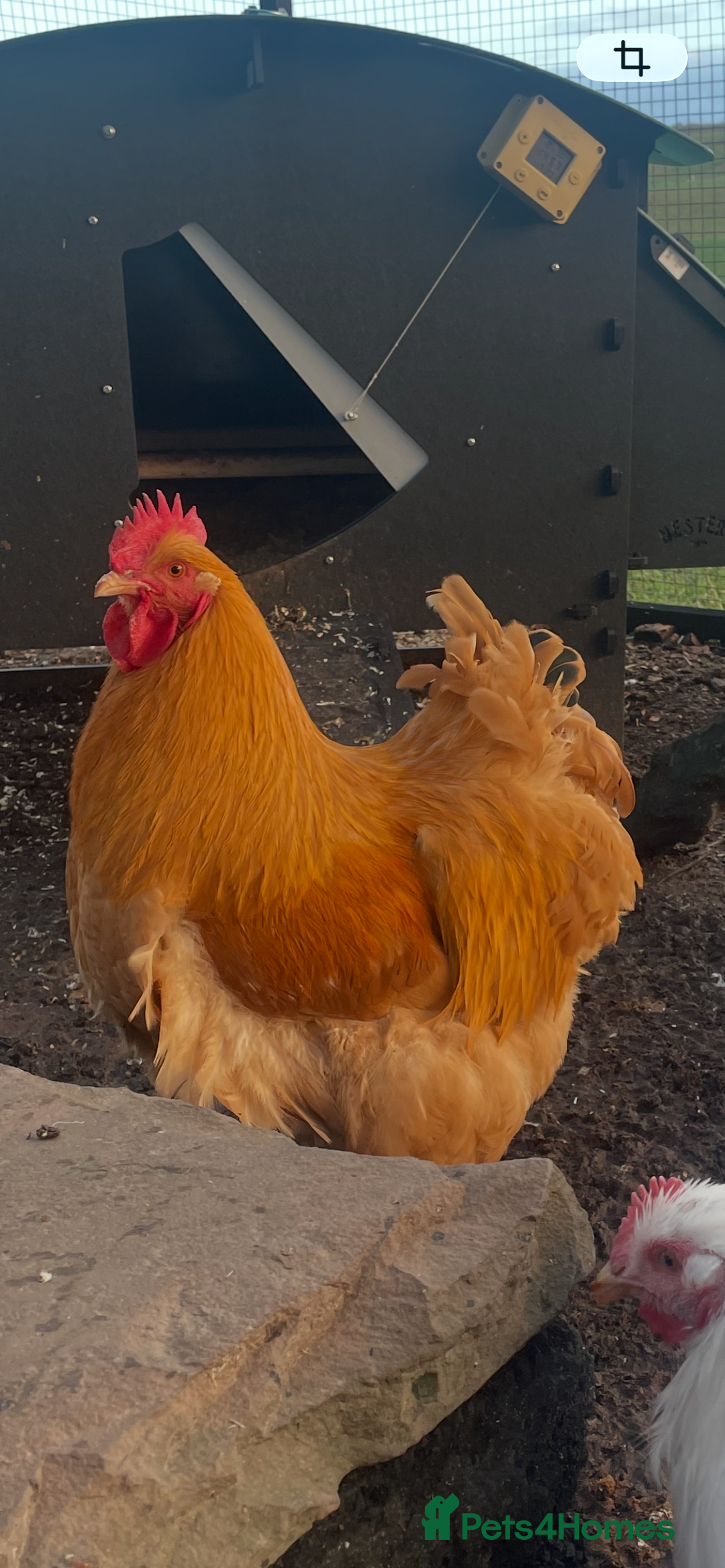 Chickens poultry for sale: 2x buff orphingtons roosters - Advert 2