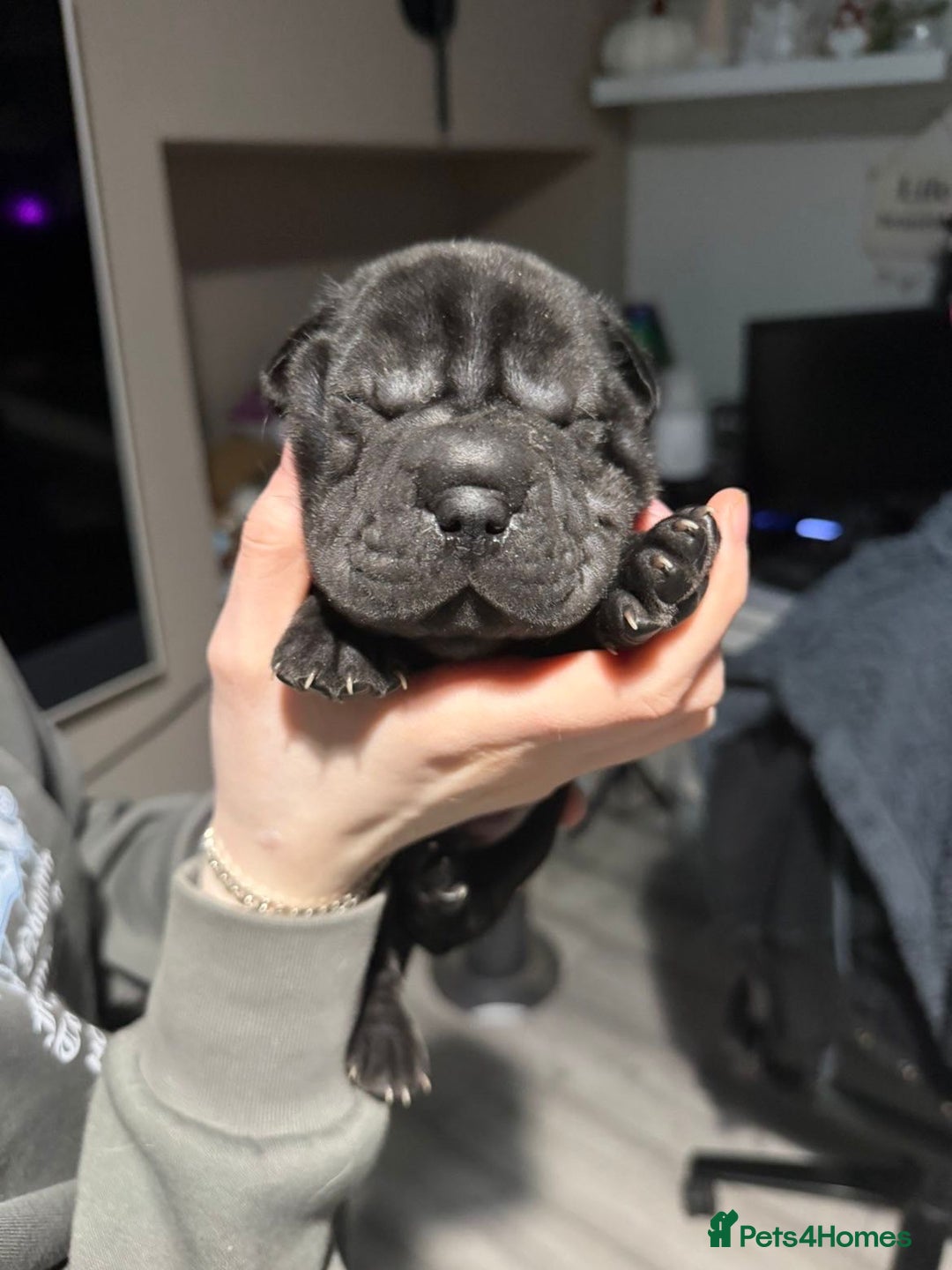 Mixed Breed dogs for sale: Beautiful cocker-Pei puppies - Advert 17
