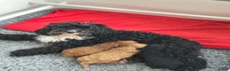 Cavapoo dogs for sale: Health Tested F1b Cavapoos - Advert 19