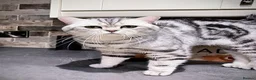 British Shorthair cats for sale: GCCF Active, Silver Tabby  - Advert 1