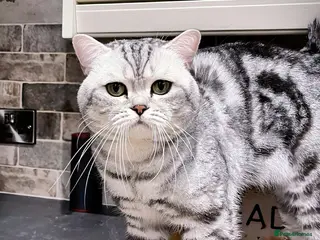 British Shorthair cats GCCF Active, Silver Tabby - Advert 2