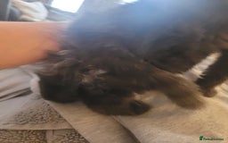 Ragdoll cats for sale: 1/2 Ragdoll 1/2 british Blue MIx Kittens - Image 8
