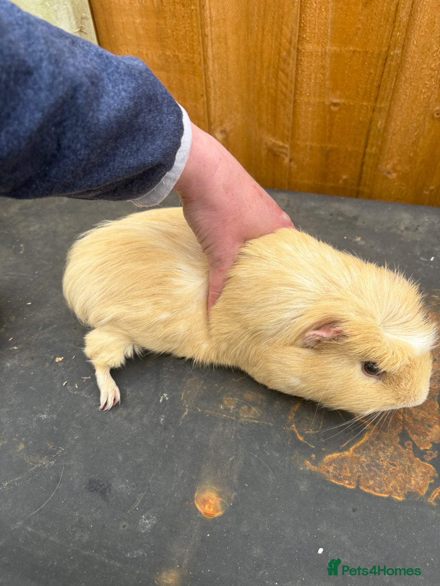 Guinea Pig rodents Boar for sale as has been to mate swappedmale now - Advert 1
