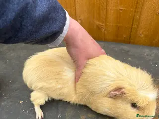 Guinea Pig rodents Boar for sale as has been to mate swappedmale now - Advert 1