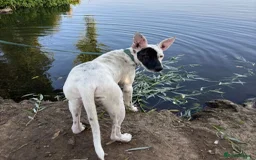 Mixed Breed dogs for adoption: Pika (Shepherd/Staffie mix) - Image 4