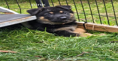 German Shepherd dogs - Advert 9