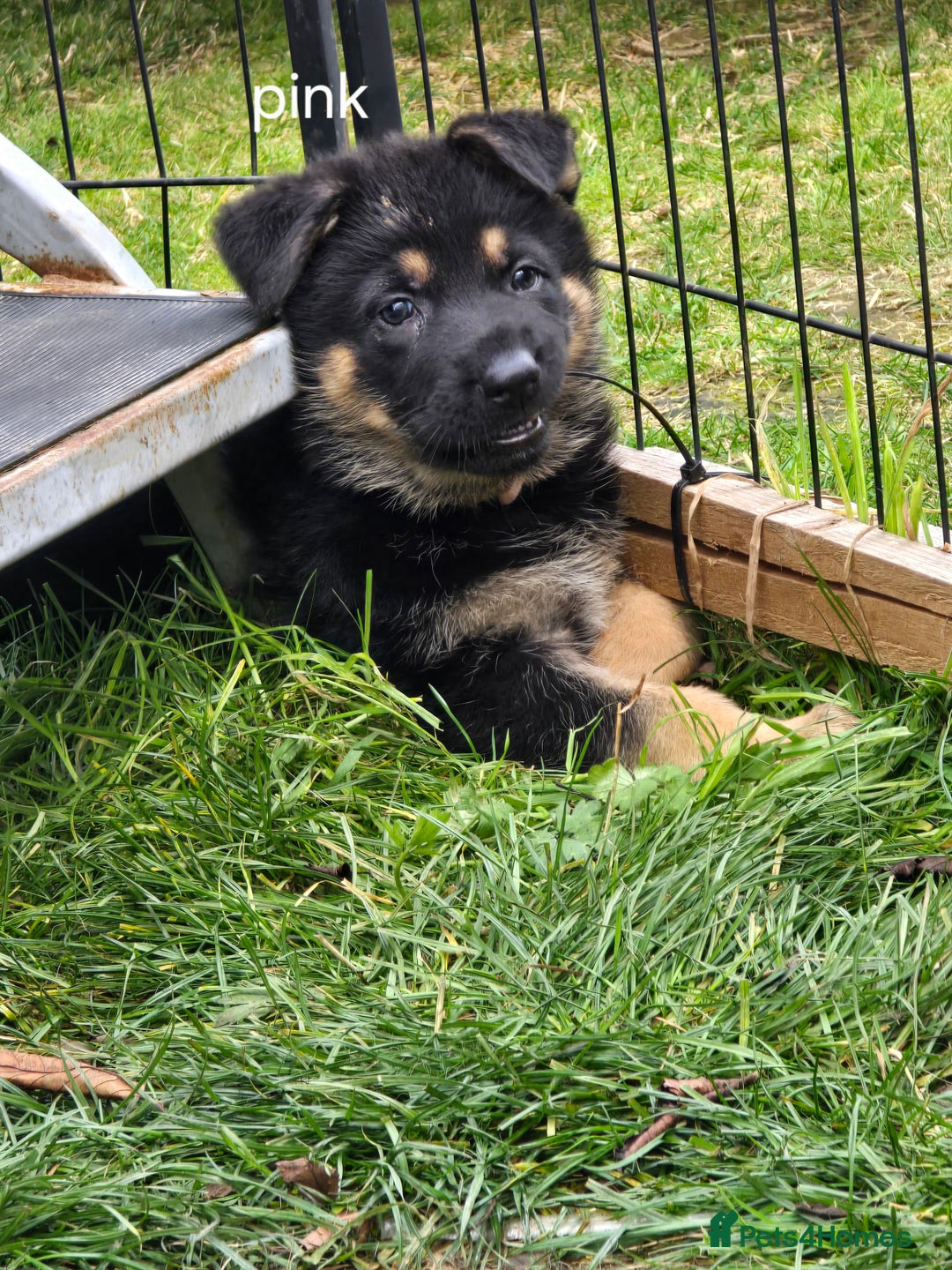 German Shepherd dogs for sale: German shepard pups - Image 3