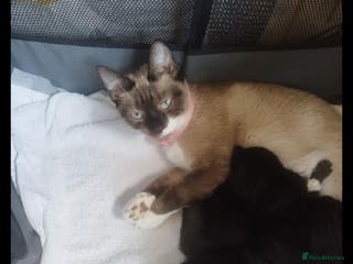 Mixed Breed cats Kittens - Advert 1