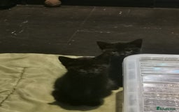 Mixed Breed cats for sale: Kittens for sale - Image 12