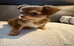 Chihuahua dogs for sale: Stunning litter of 5 long coat chihuahuas - Image 15
