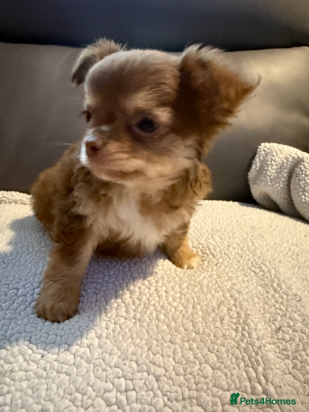 Chihuahua dogs for sale: Stunning litter of 5 long coat chihuahuas - Image 15