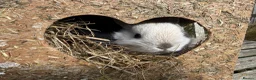 Netherland Dwarf rabbits for sale: Pure Netherland dwarf bunnies  in London - Advert 8