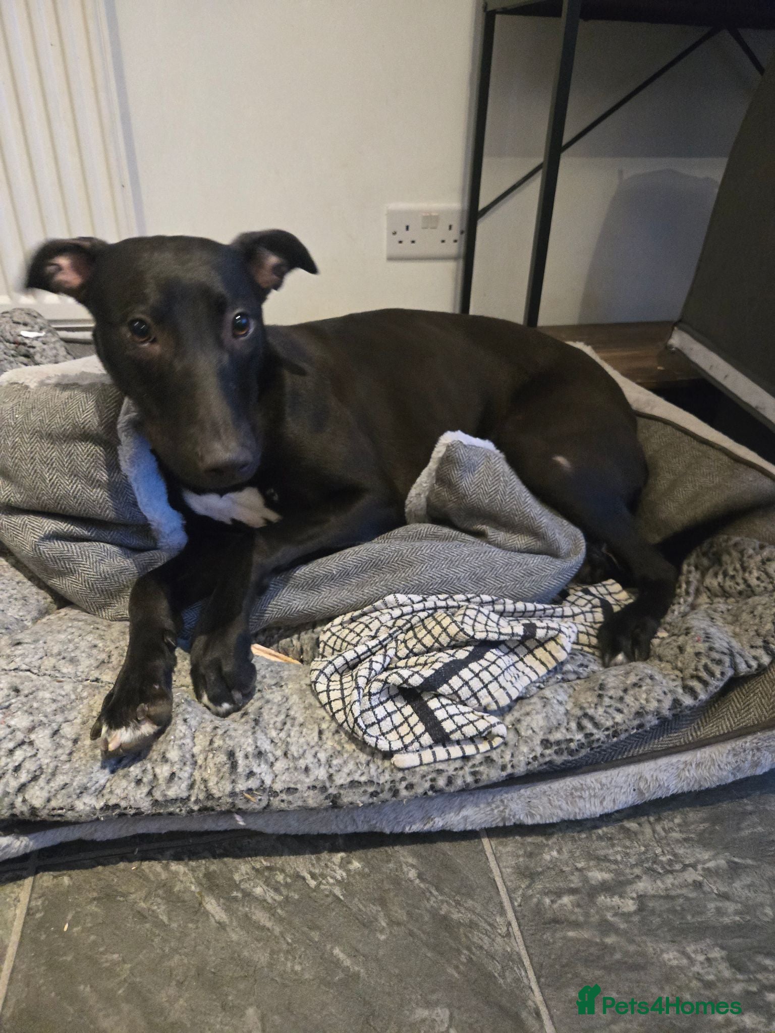 Lurcher dogs Lurcher  - Advert 8