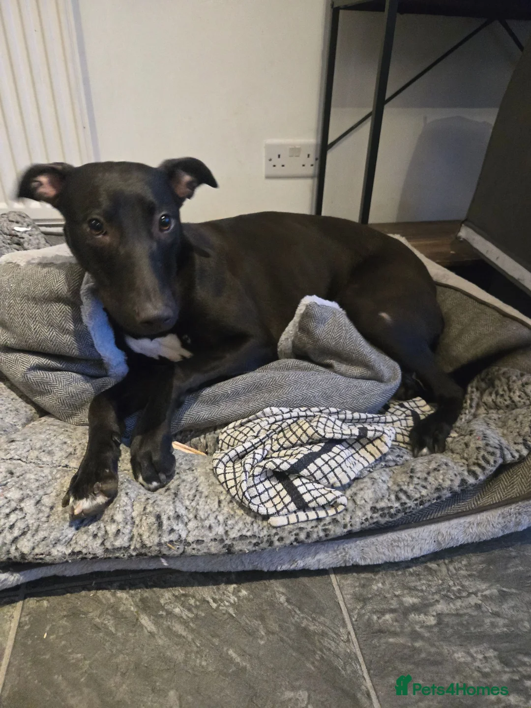 Lurcher dogs for sale: Lurcher  - Advert 1