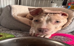 Mixed Breed dogs for sale: Sandy - Advert 19