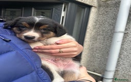 Border Collie dogs for sale: Welsh Red/Tri Coloured Collie Pups For Sale - Image 7