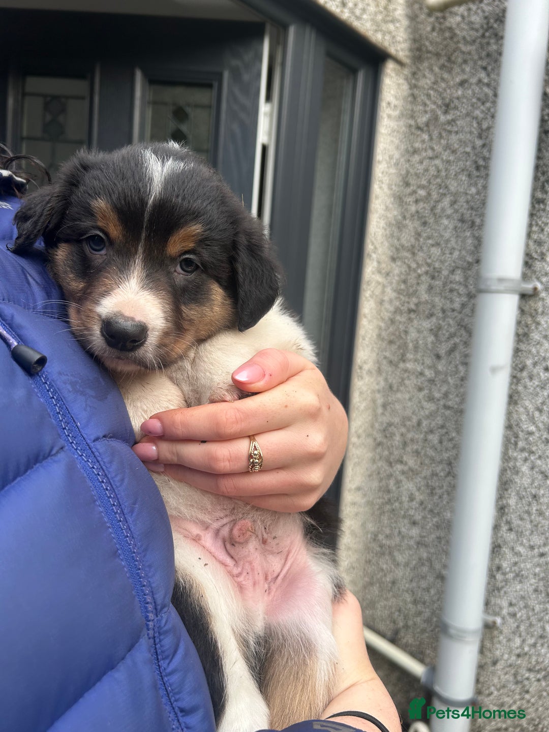 Border Collie dogs for sale: Welsh Red/Tri Coloured Collie Pups For Sale - Image 7