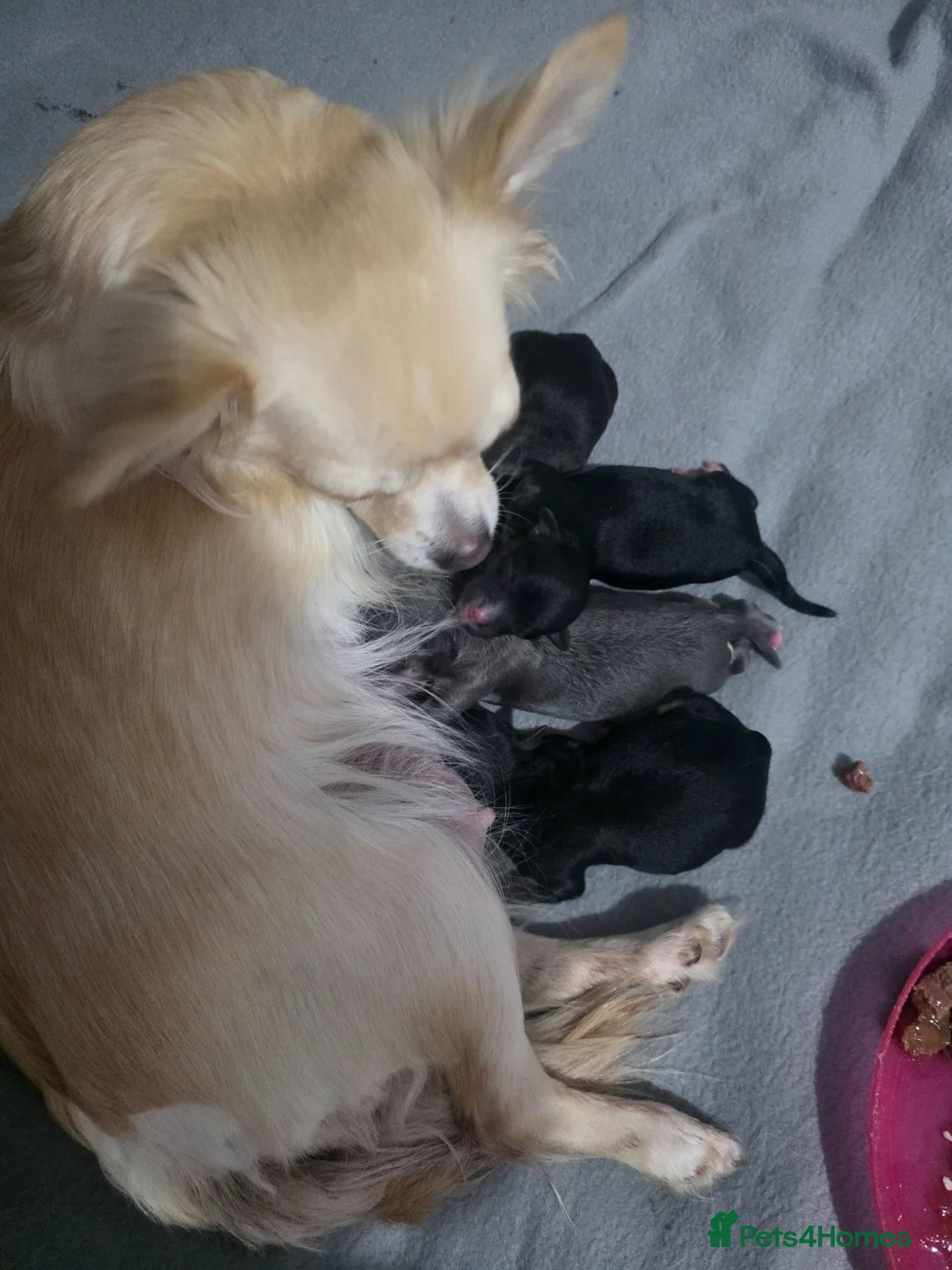 Chihuahua dogs for sale: Chihuaha puppies - Advert 5