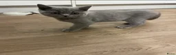British Shorthair cats for sale: Pedigree British shorthair kittens  - Advert 22