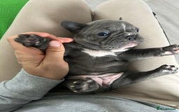 French Bulldog dogs for sale: Solid Blue French Bulldog female puppies - Image 17