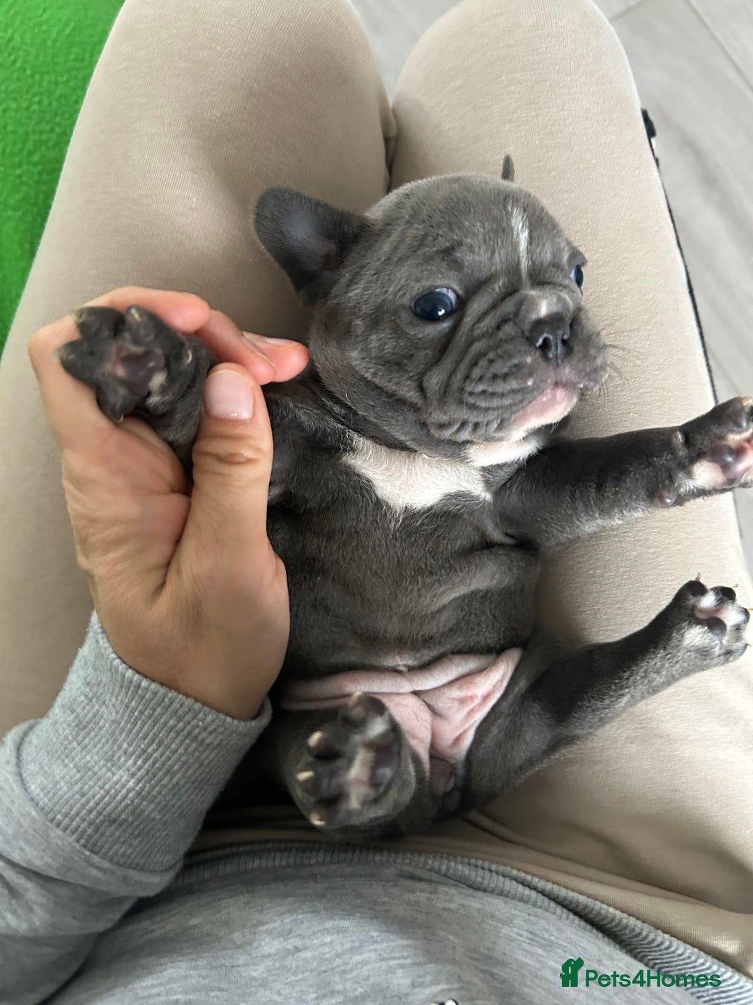 French Bulldog dogs for sale: Solid Blue French Bulldog female puppies - Image 17