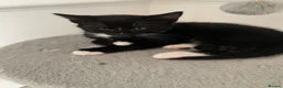 Mixed Breed cats for sale: Kittens  - Advert 7