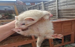 Ferret rodents for sale: Baby ferrets  - Image 2