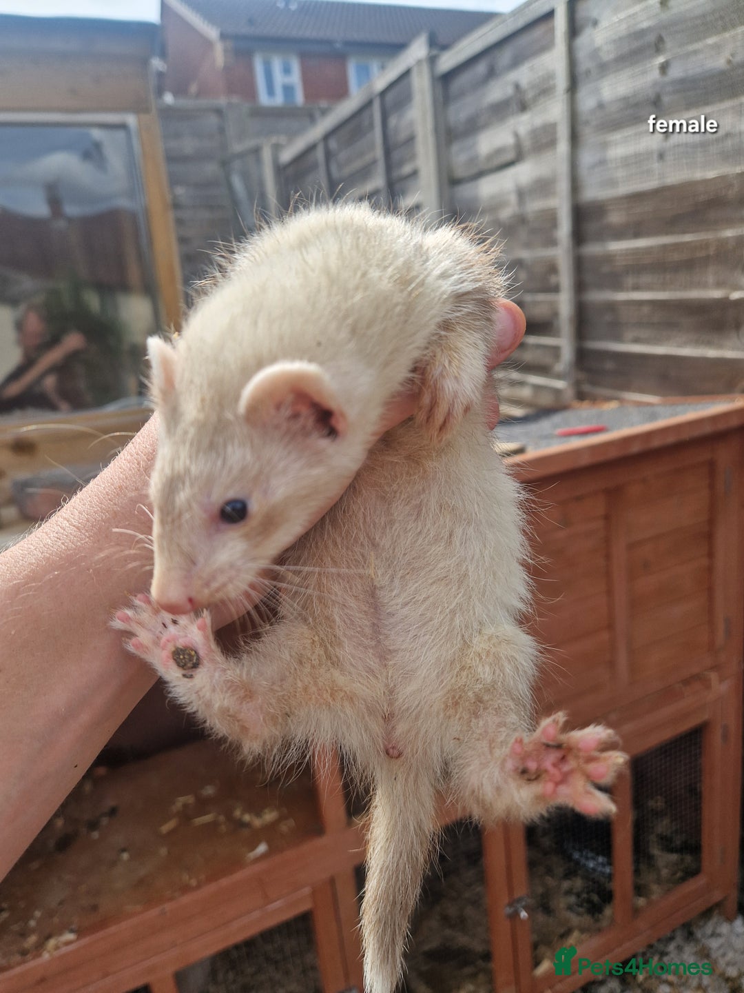 Ferret rodents for sale: Baby ferrets  - Image 2