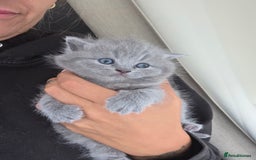 British Shorthair cats for sale: READY Pedigree British shorthair  - Image 9