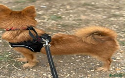 Mixed Breed dogs for sale: Yorkshire Terrier x Pomeranian - Image 4