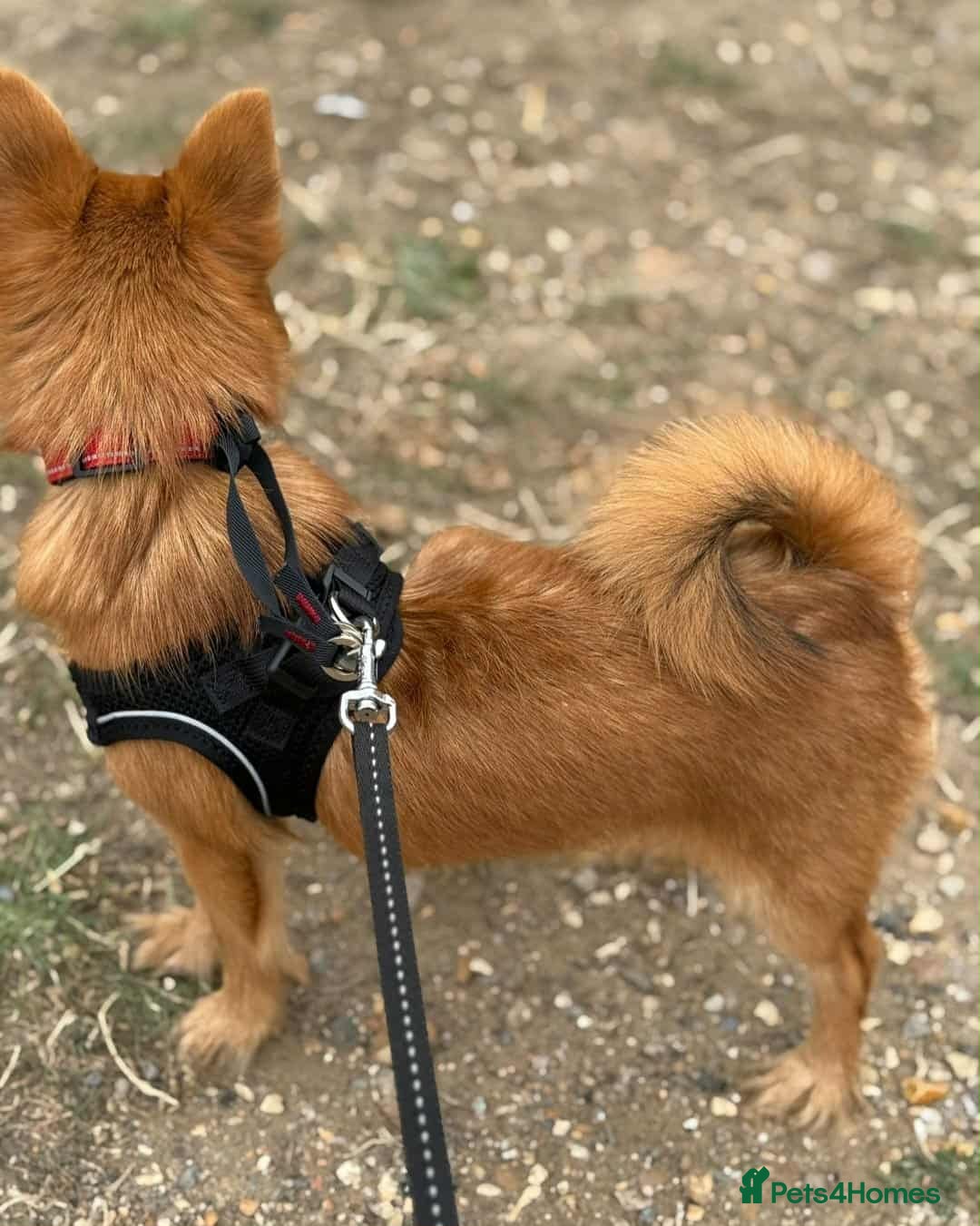 Mixed Breed dogs for sale: Yorkshire Terrier x Pomeranian - Image 4