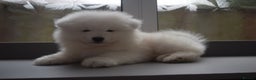 Samoyed dogs for stud: Top Quality KC Proven stud with Champion lineage  - Advert 27