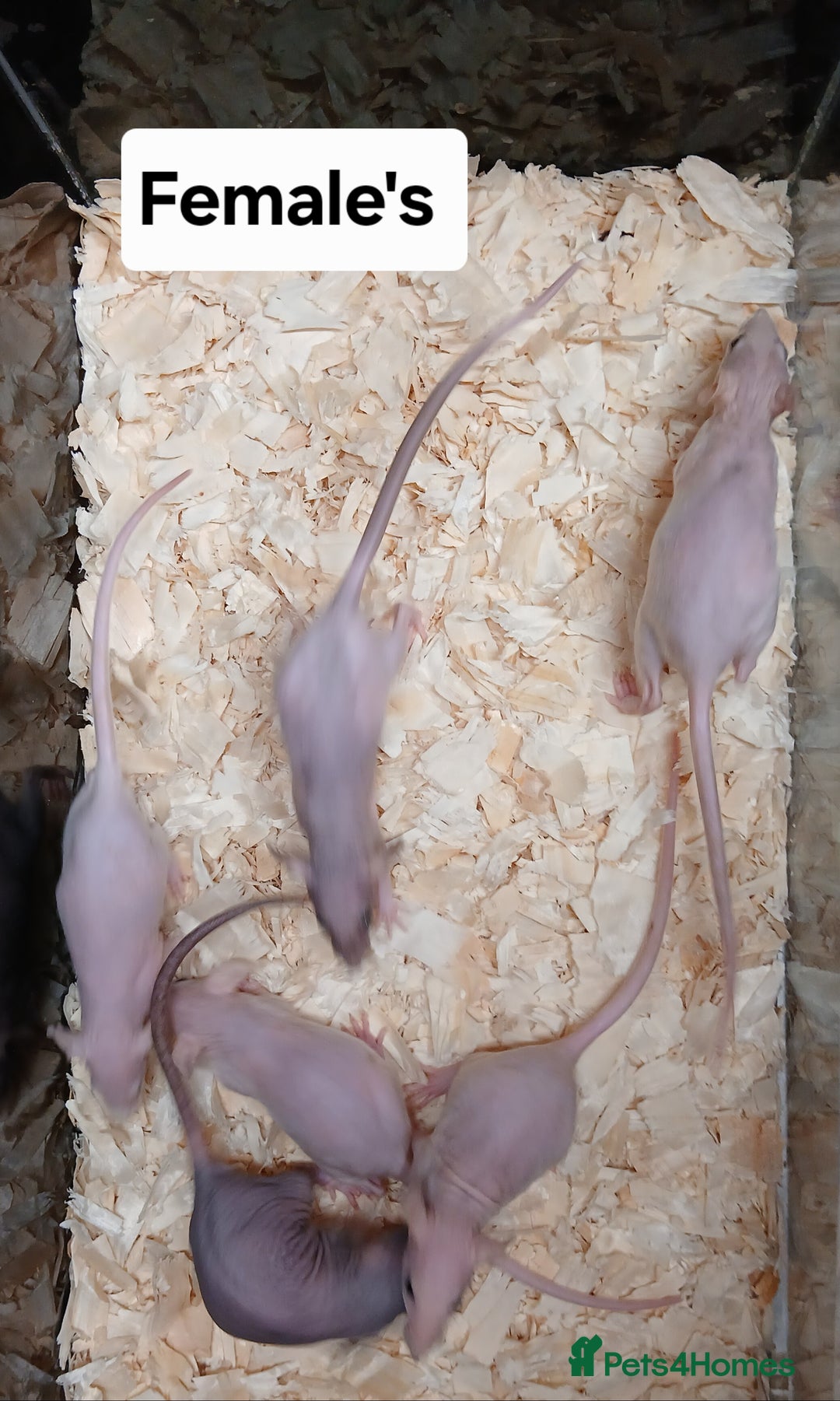 Rat rodents for sale: Naked ( Hairless ) Rat's Males & Females - Image 4