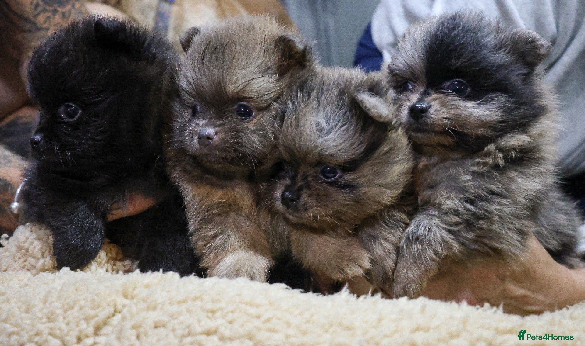 Pomeranian dogs Beautiful Pomeranians - Advert 1