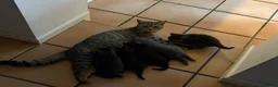 British Shorthair cats for sale: 4 beautiful British shorthairs  - Advert 2