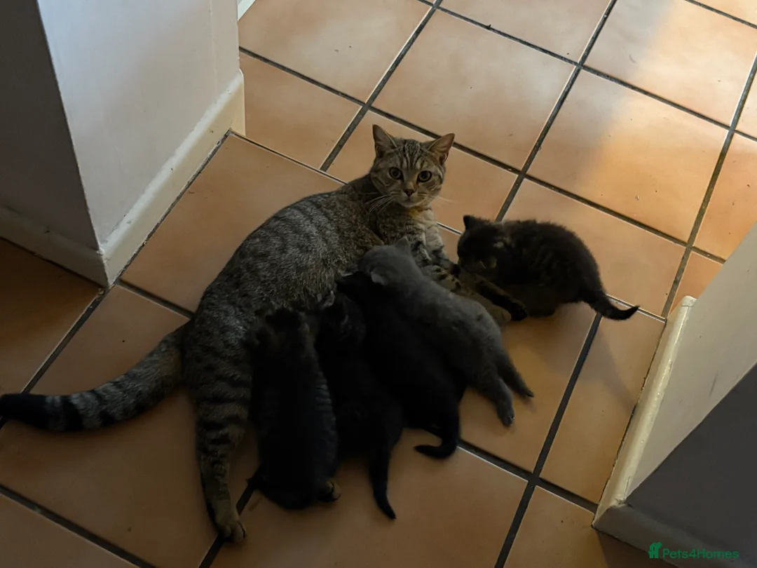 British Shorthair cats for sale: 4 beautiful British shorthairs  - Advert 2