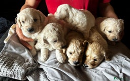 Mini Goldendoodle dogs for sale: Beautiful miniature F1 Golden Doodle puppies  - Image 1