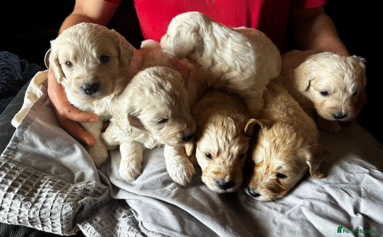 Mini Goldendoodle dogs - Advert 1