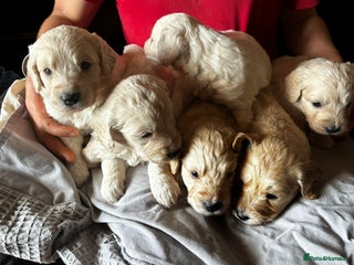 Mini Goldendoodle dogs - Advert 2