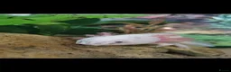 Axolotl reptiles for sale: 2 Axolotls plus set up in Stourbridge - Advert 3
