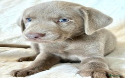 Labrador Retriever dogs for sale: KC Reg Fully Health Tested Labrador Pups - Image 5
