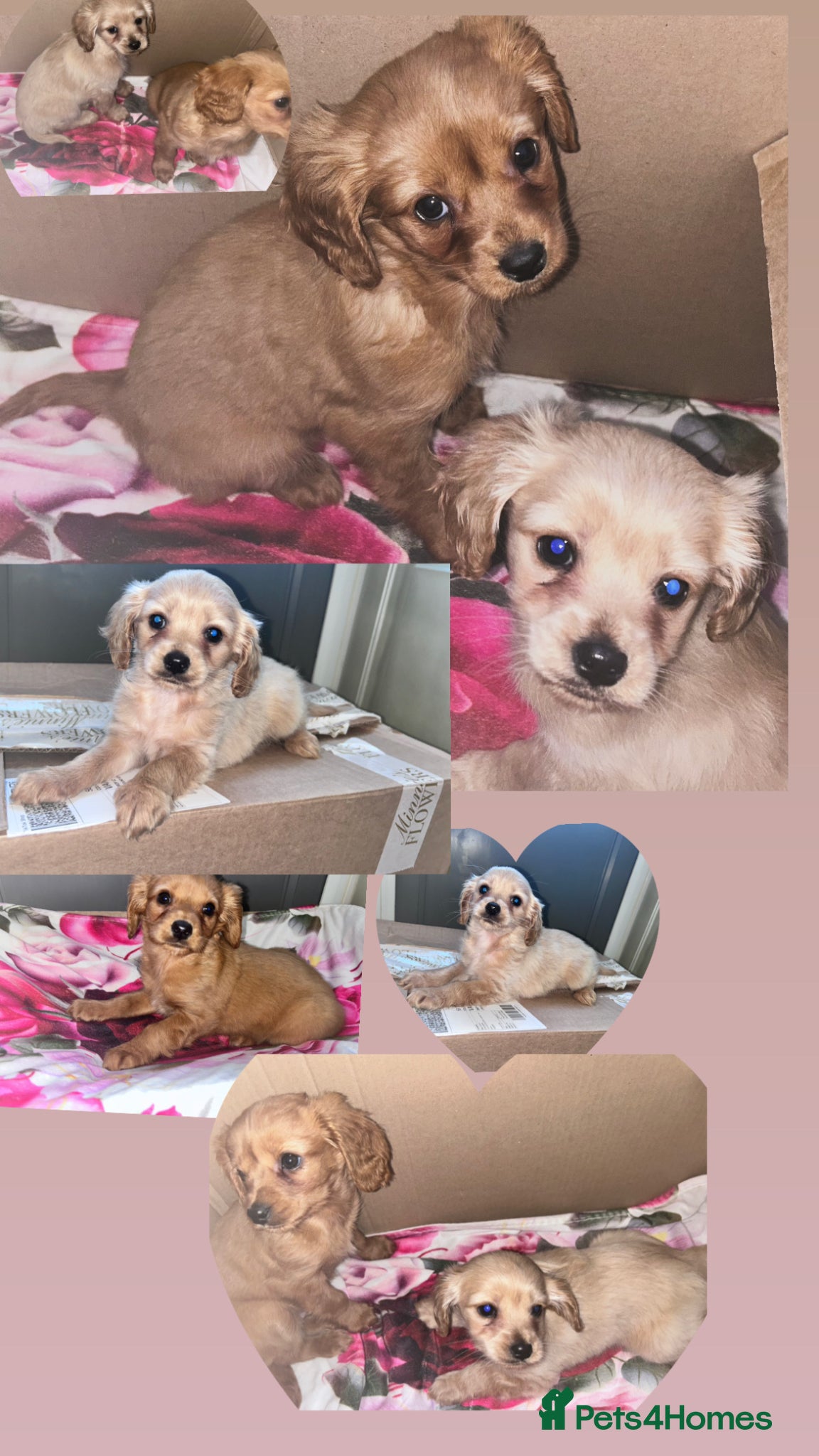 Cavapoo dogs Cavappo puppy’s for sale (last 2) - Advert 12