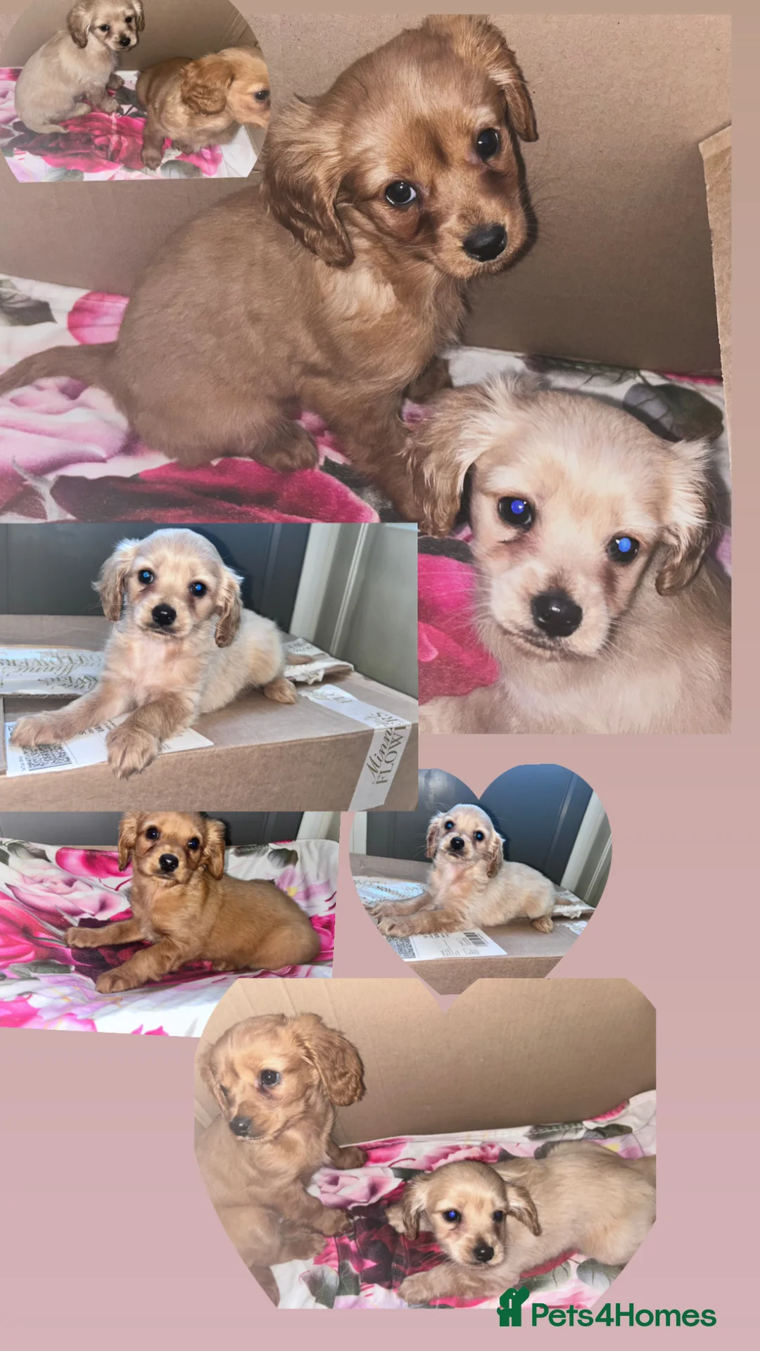 Cavapoo dogs for sale: Cavappo puppy’s for sale (last 2) - Advert 1