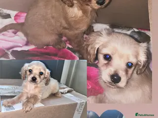 Cavapoo dogs Cavappo puppy’s for sale (last 2) - Advert 12