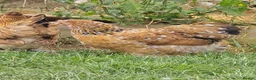Chickens poultry for sale: Pekin Bantam pullets - Advert 4