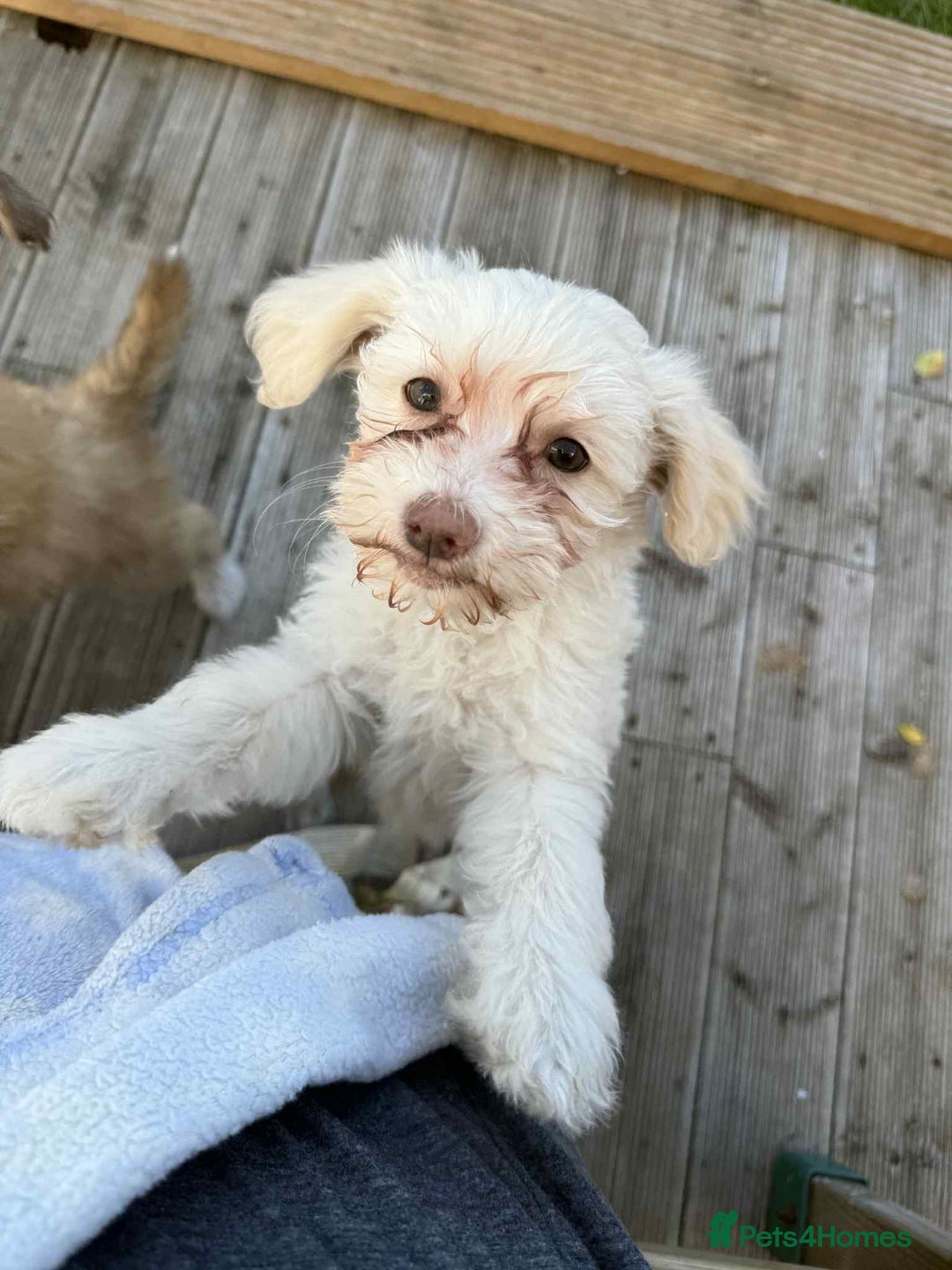 Chinese Crested dogs for sale: Chinease crested powder puff  - Image 6