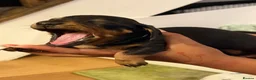 Miniature Dachshund dogs for sale: 4 male smooth hair miniature dachshund  - Advert 3
